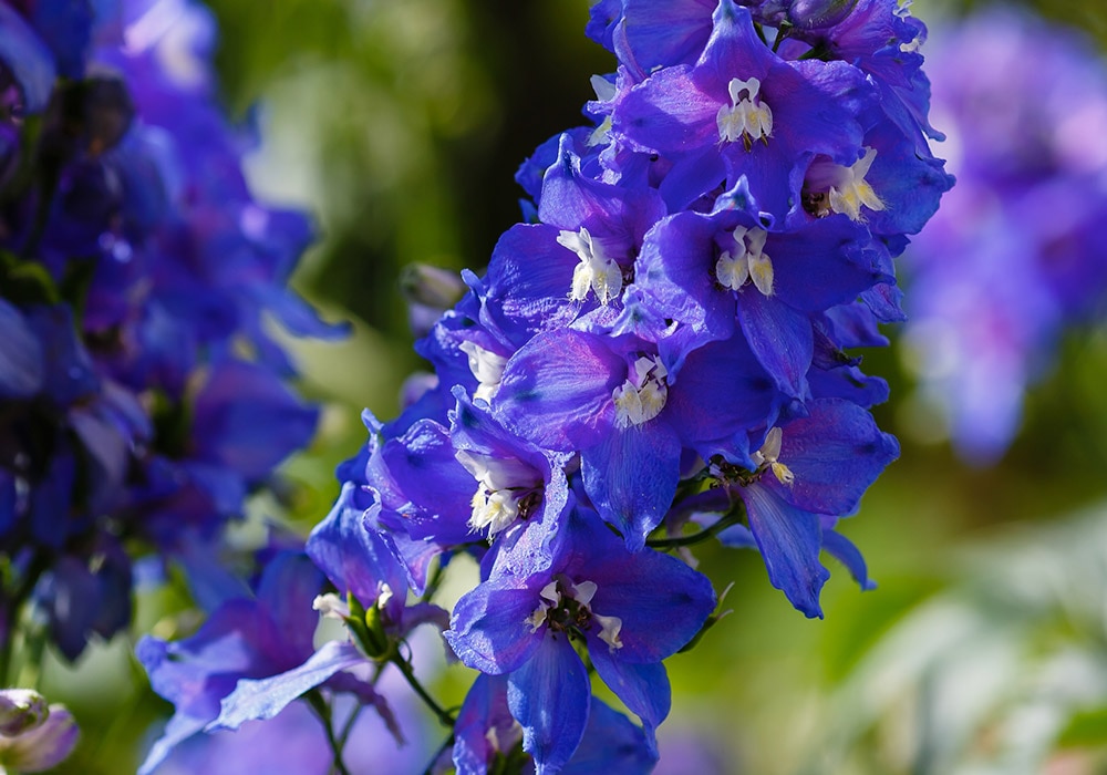 Photograph of indigo lilies