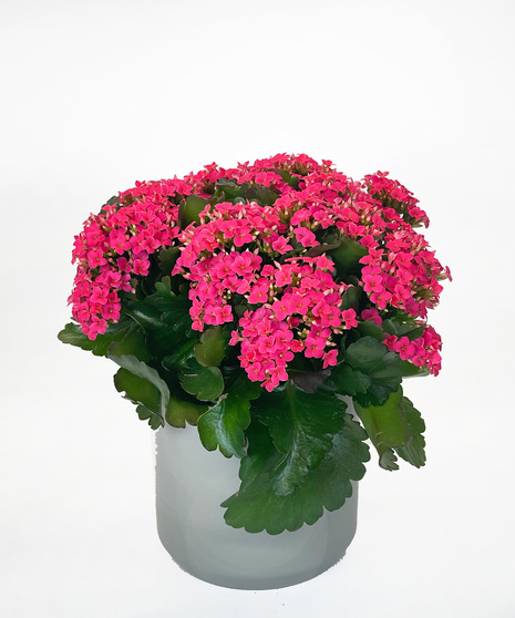 Buy Plants Online Billings MT| Plant Delivery | Gainan's Flowers