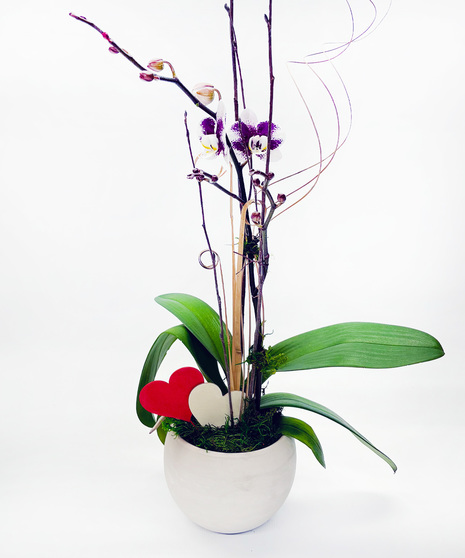 Just Because Orchid Plant