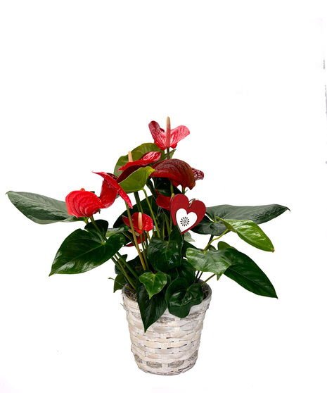 Romeo Anthurium