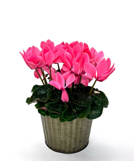 Cyclamen 6