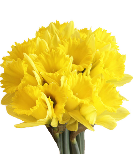 Daffodil Bunches