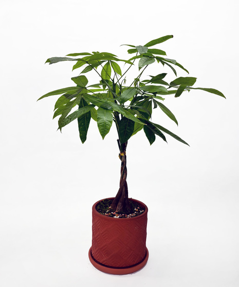 The Money Tree adds a simple, stylish touch to any space while symbolizing good luck and positive energy. 