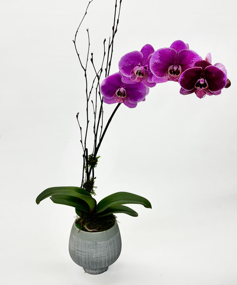 A graceful Phalaenopsis orchid is displayed with a natural natjal branch in a decorative pot.   Orchid color will vary.