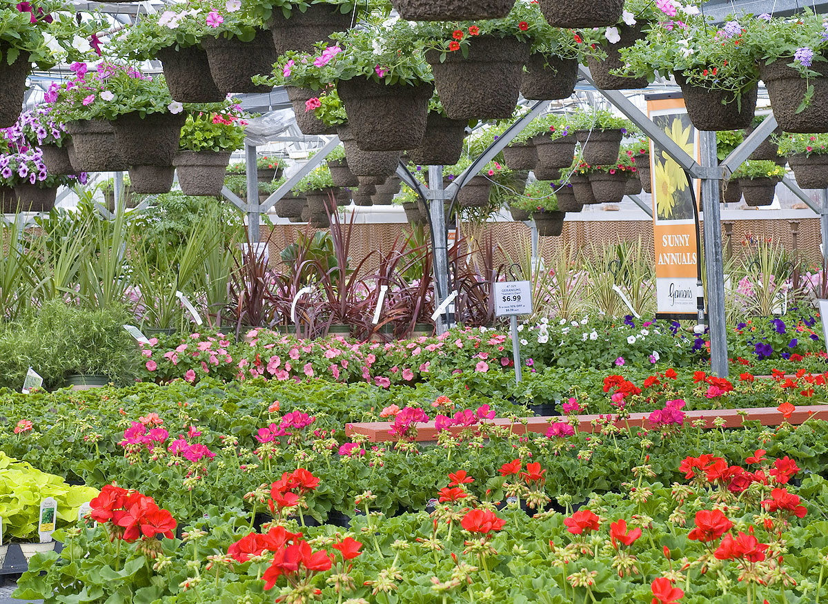 Outdoor flowers and plants on display in our spacious greenhouse